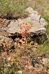 Euphorbia macrocarpa