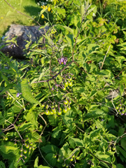 Solanum dulcamara