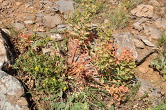 Euphorbia macrocarpa