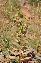 Euphorbia macrocarpa