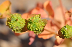 Euphorbia macrocarpa