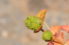 Euphorbia macrocarpa