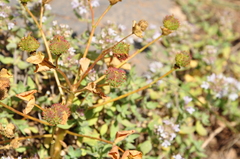 Euphorbia macrocarpa