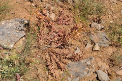 Euphorbia macrocarpa