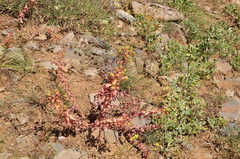 Euphorbia macrocarpa