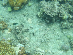 Thalassoma nigrofasciatum