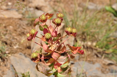 Euphorbia macrocarpa