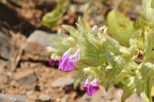 Pinklip Sage (Salvia macrochlamys)