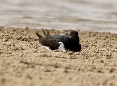 Haematopus ostralegus