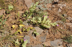 Salvia macrochlamys