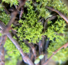 Pseudocrossidium hornschuchianum