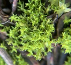 Pseudocrossidium hornschuchianum