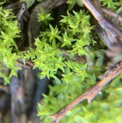 Pseudocrossidium hornschuchianum