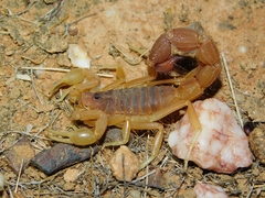 Parabuthus capensis