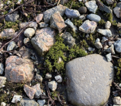 Pseudocrossidium hornschuchianum