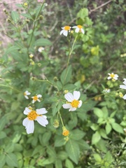 Bidens alba