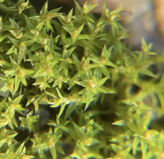 Pseudocrossidium hornschuchianum