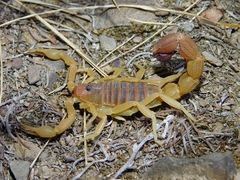 Parabuthus capensis