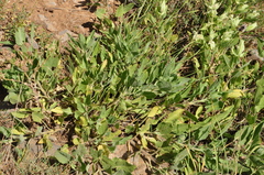 Salvia macrochlamys
