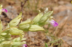 Salvia macrochlamys
