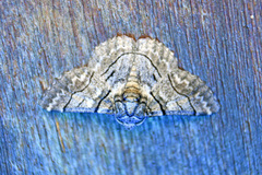 Hypobapta diffundens