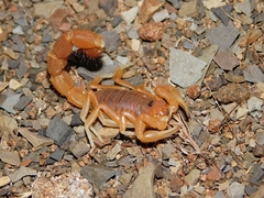 Parabuthus capensis