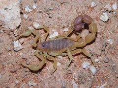 Parabuthus capensis