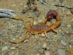 Parabuthus capensis
