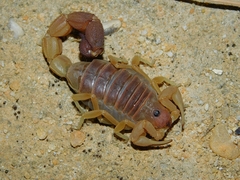 Parabuthus capensis