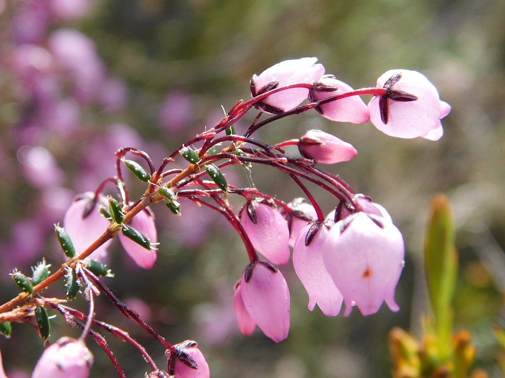 Erica carduifolia