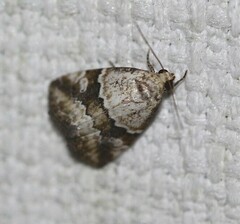 Maliattha amorpha
