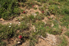 Prometheum sempervivoides