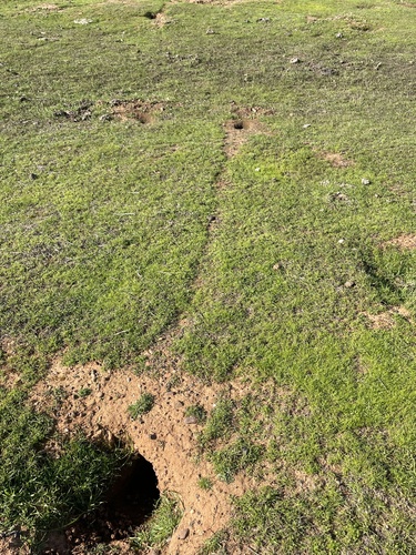iNaturalist observation photo of California Ground Squirrel