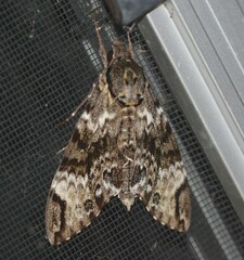 Psilogramma menephron