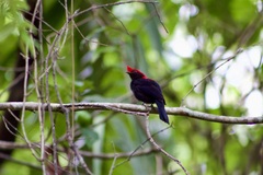 Antilophia galeata