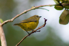 Euphonia