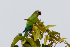 Eupsittula aurea