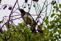 Cyanocorax cyanopogon
