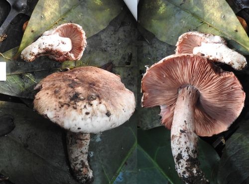 Agaricus Sect Rubricosi Section Rubricosi · Inaturalist