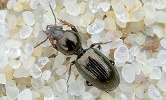 Dyschirius thoracicus