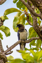 Cyanocorax cristatellus