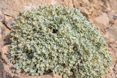 Lachnocapsa spathulata