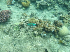 Thalassoma nigrofasciatum