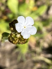 Plagiobothrys nothofulvus