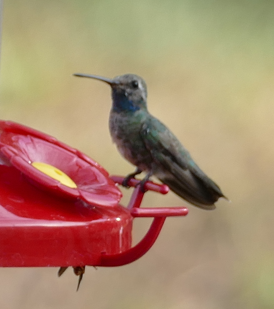Costa's Hummingbird