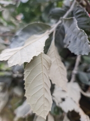 Brachylaena rotundata