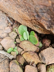 Crassula swaziensis