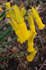 Narcissus cyclamineus