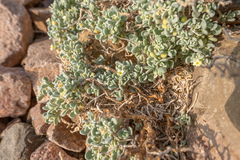 Lachnocapsa spathulata