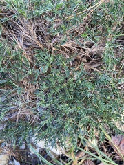 Astragalus balearicus